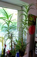 Sehr Große Aloe Vera Heil- Pflanze Grün- Zimmerpflanze Blume Hannover - Vahrenwald-List Vorschau