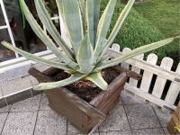 Dekorative Agave Brandenburg - Brieskow-Finkenheerd Vorschau