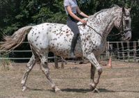 Reitbeteiligung P s R Nordrhein-Westfalen - Bottrop Vorschau