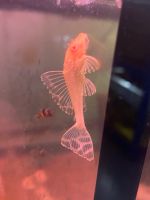 Wabenschilderwels Albino 5-25cm ab 15€ gibbiceps L165 Sachsen - Kitzscher Vorschau