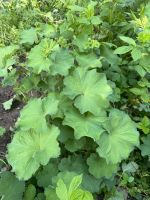 Stauden und Zwiebel Blumen Baden-Württemberg - Bad Waldsee Vorschau