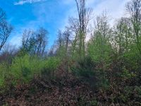 #14 Waldgrundstück Forst Laub Wald Hartholz Eiche Buche Waldhütte Hochwald Laubholz Feuerholz Baden-Württemberg - Eberbach Vorschau