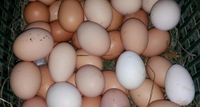 Täglich frische Eier 10 Stück 3€ Leipzig - Leipzig, Zentrum-Nord Vorschau
