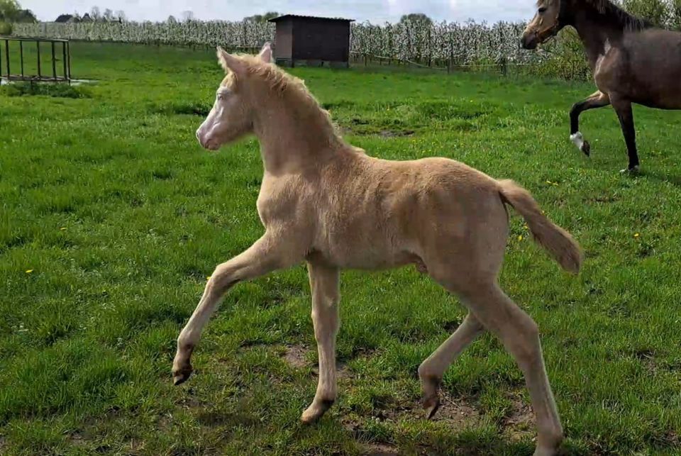 Typvolles Deutsches Reitpony Hengstfohlen von Habitus WE in Hamburg