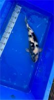 Japan Koi Shiru Utsuri 40 cm Nordrhein-Westfalen - Brühl Vorschau