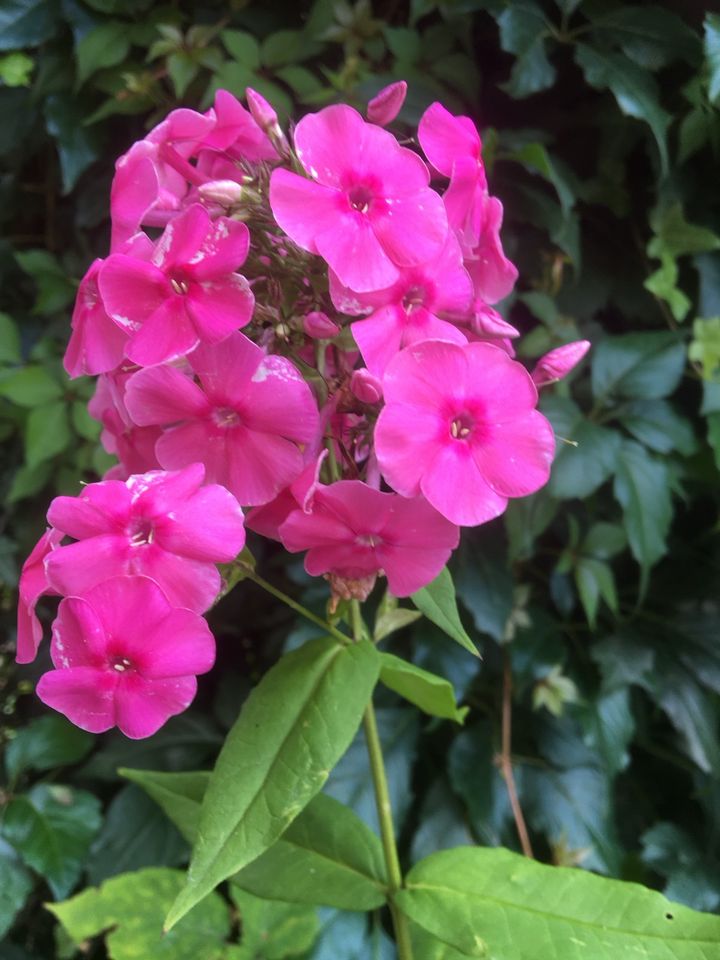 Phlox Staudenphlox verschiedene Blütenfarben Flammenblumen in Steina