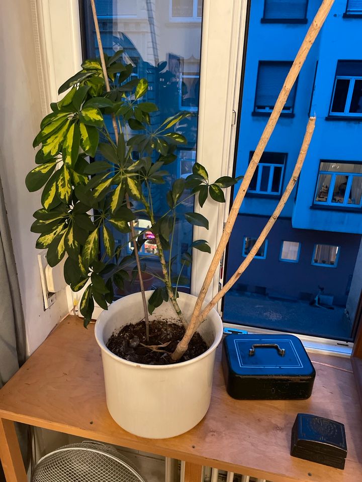 Schefflera Pflanze mit Topf in Saarbrücken