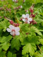 Geranium Spessart Storchschnabel Bodendecker robust Staude Bienen Niedersachsen - Uelzen Vorschau