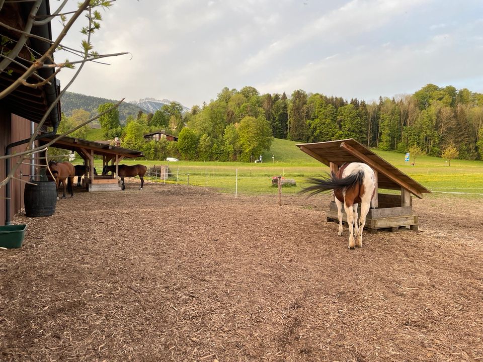 Pferdebox / Einstellplatz / Stute / Wallach / Rentner / Pony in Bernau am Chiemsee