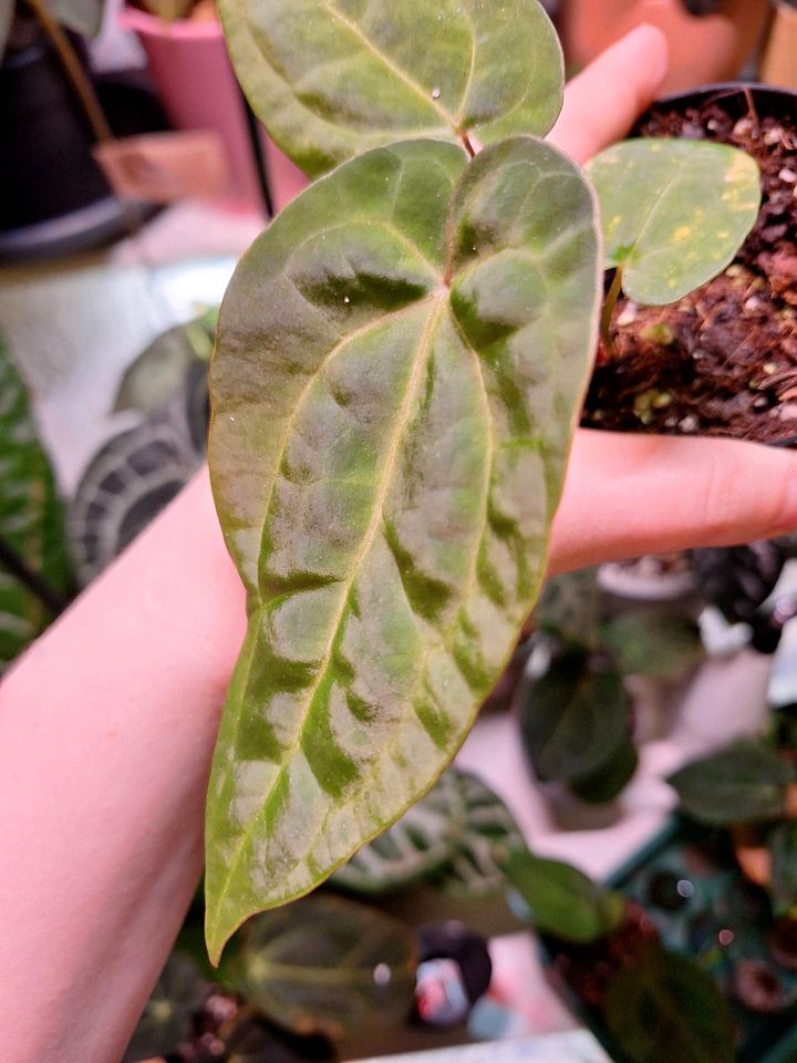 Anthurium Papillilaminum x  - Zimmerpflanzen in Mettmann