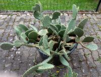 Kaktus von Sizilien Hessen - Bad Hersfeld Vorschau