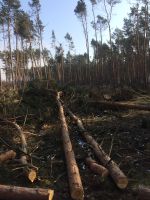 Brennholz Selbstwerbung im Wald Sachsen-Anhalt - Pulspforde Vorschau