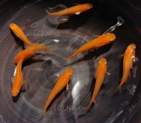 ⚠️ Medaka ⚠️ Eier 1,50€ ⚠️ Orange ⚠️ Reisfisch ⚠️ NO Red King Nordrhein-Westfalen - Goch Vorschau