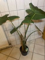 Alocasia Zebrina gesund Hannover - Mitte Vorschau