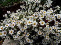 Aster mit weißen Blüten, 5 Stck. 9 € Baden-Württemberg - Mannheim Vorschau