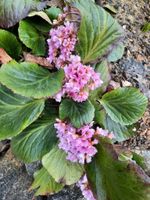 "Bergenie" Pflanze Blumen Stauden Garten; rosa, große Blätter Baden-Württemberg - Laupheim Vorschau