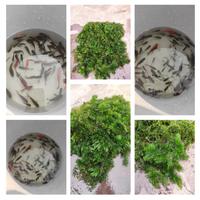 Goldfische, Hornkraut,Wasserpflanzen,Teich,Fische Sachsen-Anhalt - Wiederstedt Vorschau