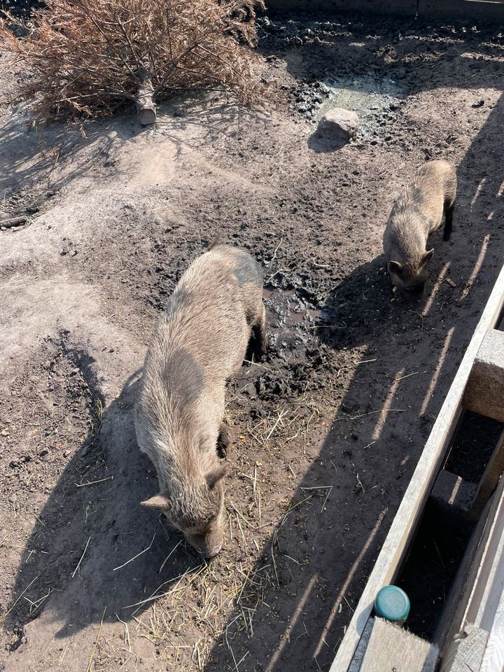 Minischweine Mutter mit Tochter Minipics Schweine in Wagenfeld