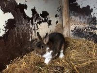 Zwergkaninchen castorrex Mix Sachsen - Stollberg Vorschau