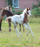 Quarab Absetzer / Fohlen aus 2023 (Paint Horse x Araber) Schecke Niedersachsen - Neetze Vorschau