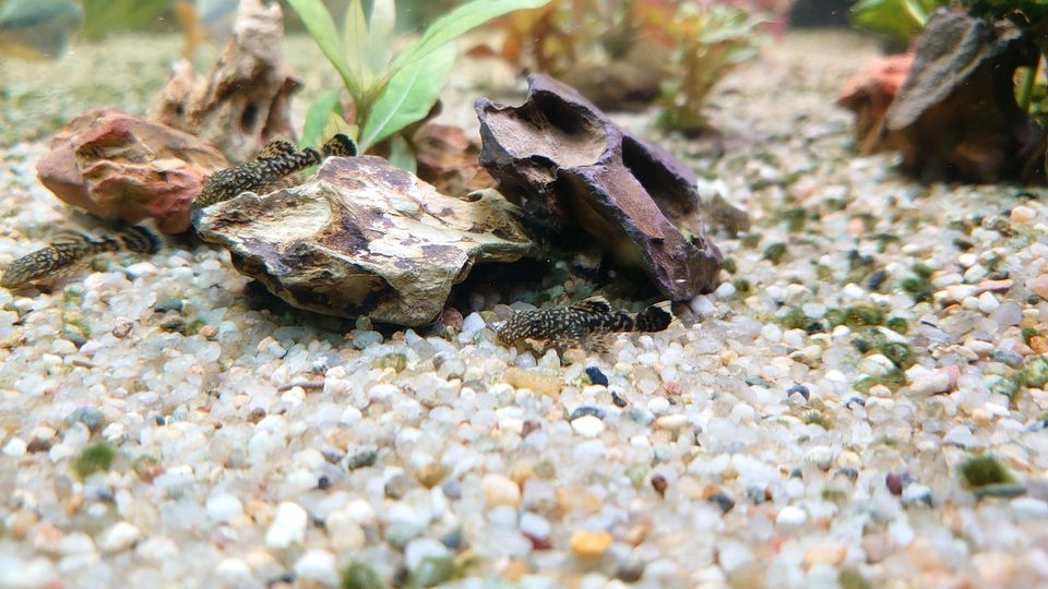 L Wels gefleckt in Gieboldehausen