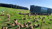 Eier, Nudeln, regional Bayern - Petting Vorschau