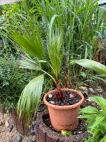 Washingtonia Robusta selbst gezogen (inkl. Topf) Thüringen - Sondershausen Vorschau