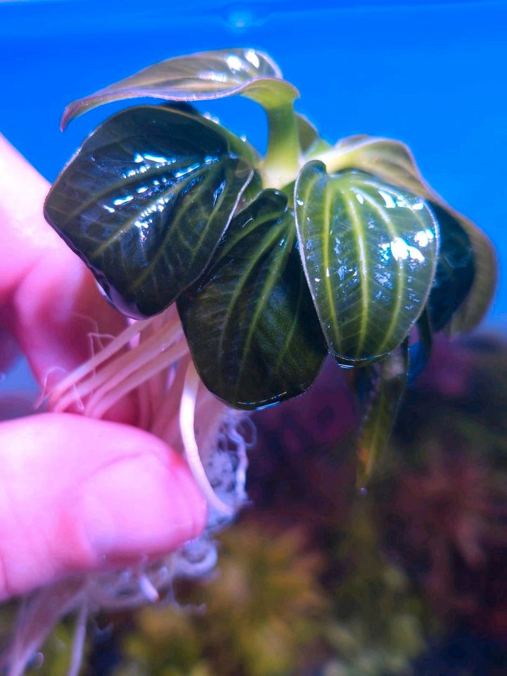 New ❗⭐ Iguazu 2009 MINI ⭐❗❎ ECHINODORUS AQUARIUM Bucephalandra in Freiburg im Breisgau