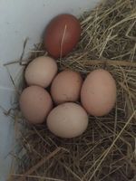 frische Eier - Bio Niedersachsen - Lüchow Vorschau