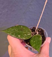 Hoya parasitica Niedersachsen - Lingen (Ems) Vorschau