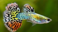 Guppy Luminous Leopardtail, Galaxy Leopard (Black Bar) Paare Nordrhein-Westfalen - Kreuzau Vorschau