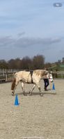 Faszientraining / Horse-Bodyforming / Bodenarbeit Hessen - Wolfhagen  Vorschau