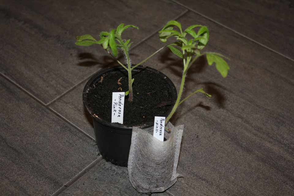 Tomatenpflanzen Ponderosa Pink in Meppen