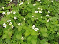 10 aromatische Walderdbeeren Erdbeeren Bodendecker mehrjährig Bayern - Rain Lech Vorschau