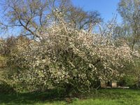 Obstbaumschnitt Obstbaumpflege Baumpflege Bäume schneiden Bayern - Dorfen Vorschau