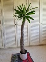 Kaktus Madagaskarpalme- 125 cm hoch - ca. 40 Jahre alt Sendling - Obersendling Vorschau
