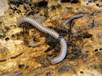 Spirobolus caudulanus Tausendfüßer Baden-Württemberg - Bad Waldsee Vorschau