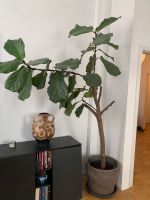 Großer Ficcus Lyrata Baum Indoor Pflanze Niedersachsen - Göttingen Vorschau