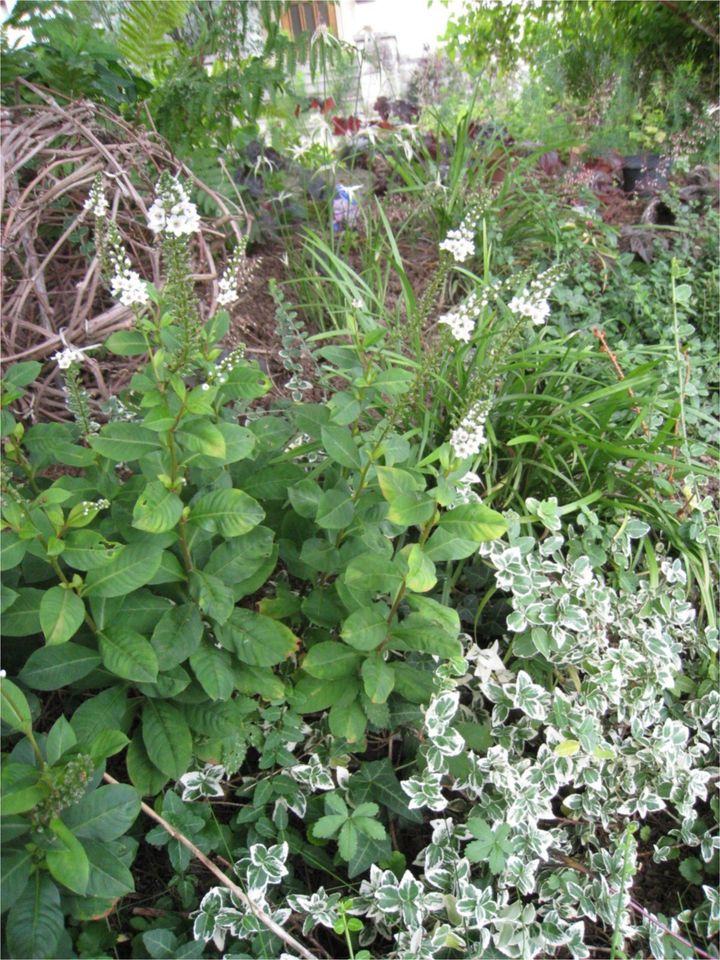 Pflanzen für das weiße Beet/ für den weißen Garten in Ottersweier