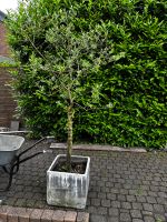 junger Olivenbaum im Topf ca 180 cm Nordrhein-Westfalen - Dormagen Vorschau