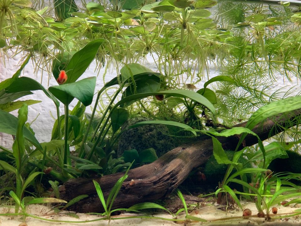 Aquarium Posthornschnecken Schnecken in Moos