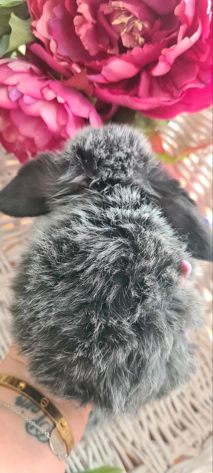 ❤️ MiniLop ❤️ Hasenbaby Zwergwidder Zwergkaninchen Hase Kaninchen in Haimhausen