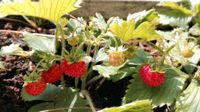 Erdbeere, Erdbeerpflanze, Ableger, Pflanze, Balkon, Obst Hannover - Südstadt-Bult Vorschau
