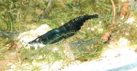 Dark green jade Garnelen, Neocaridina Bayern - Bamberg Vorschau