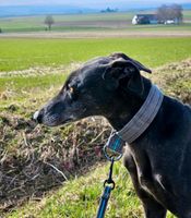 AFRICANA Galgo Galga Tierschutz Hund Hündin Nordrhein-Westfalen - Brakel Vorschau