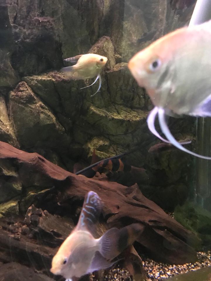 Akvarium zu verkaufen mit fische in Bornheim