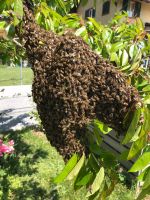 Bienenschwarm - Schwarm einfangen Niedersachsen - Asendorf (bei Bruchhausen-Vilsen) Vorschau