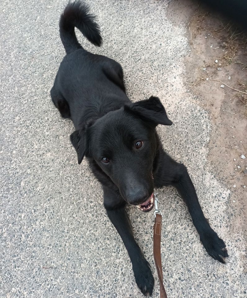 Labrador-Mischling sucht Für-Immer-Zuhause in Holzminden