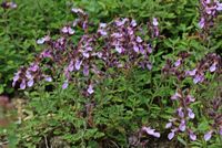 Edel-Gamander 4,15€ - Teucrium Pflanze Staude Bodendecker Bayern - Veitshöchheim Vorschau