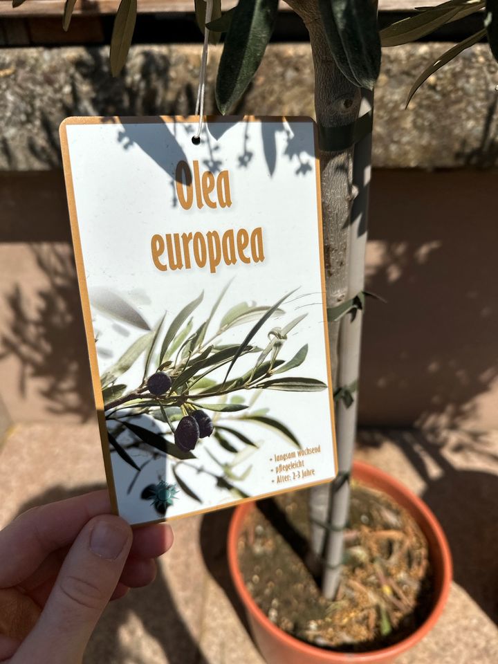 Olivenbäume / Olea europaea in Schliengen